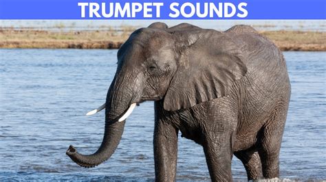  “The Elephant Who Forgot How to Trumpet” – An Unexpected Tale of Memory Loss and Identity