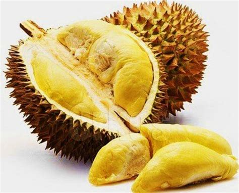  The Origin of Durian：A Tangled Tale of Love, Sacrifice and the King of Fruits!