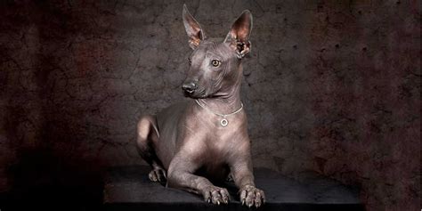  「The Xoloitzcuintli’s Journey」： 一隻毛髮稀疏的狗，奇幻冒險和古老傳說！